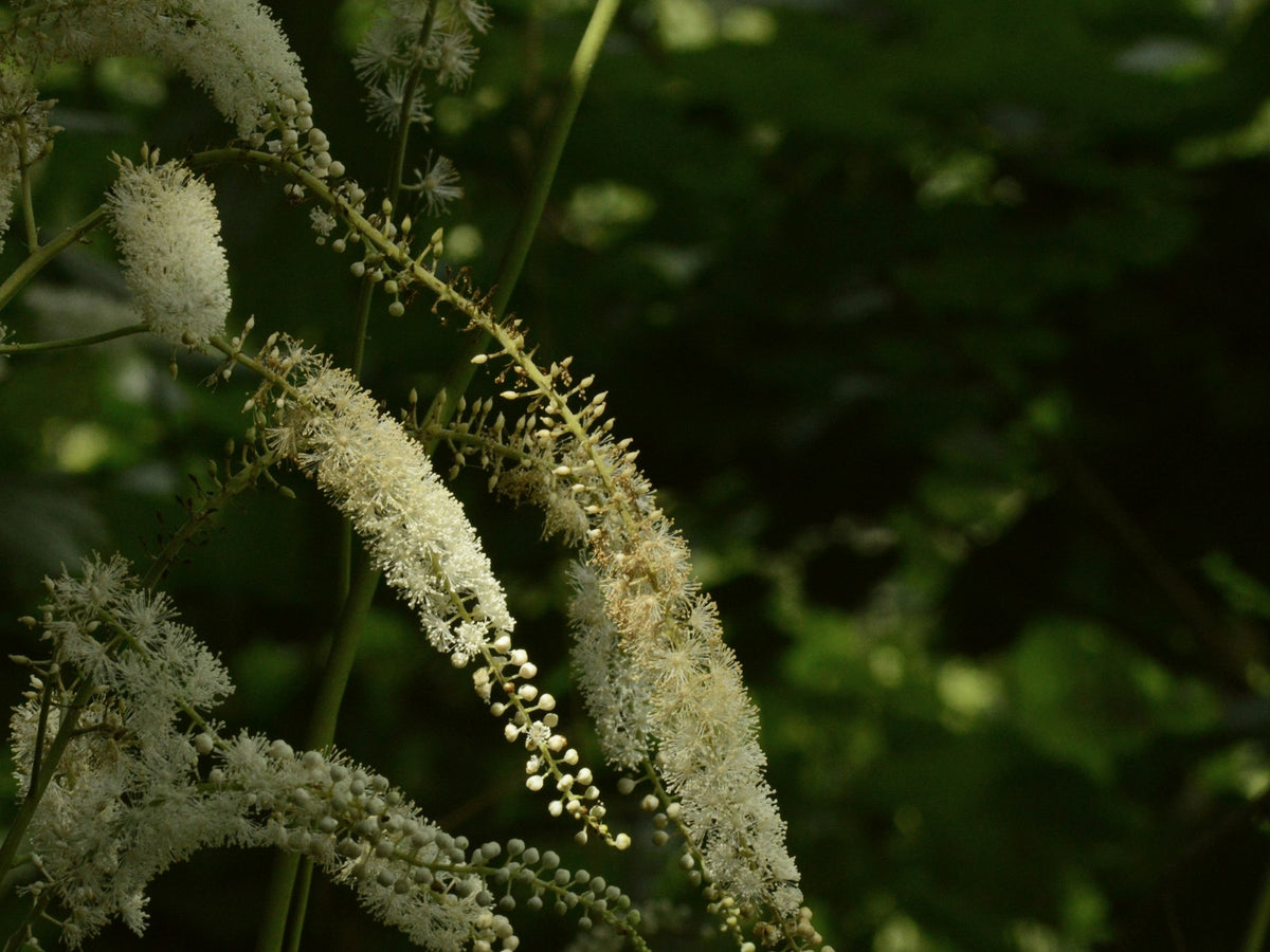 Високи бели съцветия на черен кохош (Actaea racemosa), огрени от слънце на тъмен горски фон.